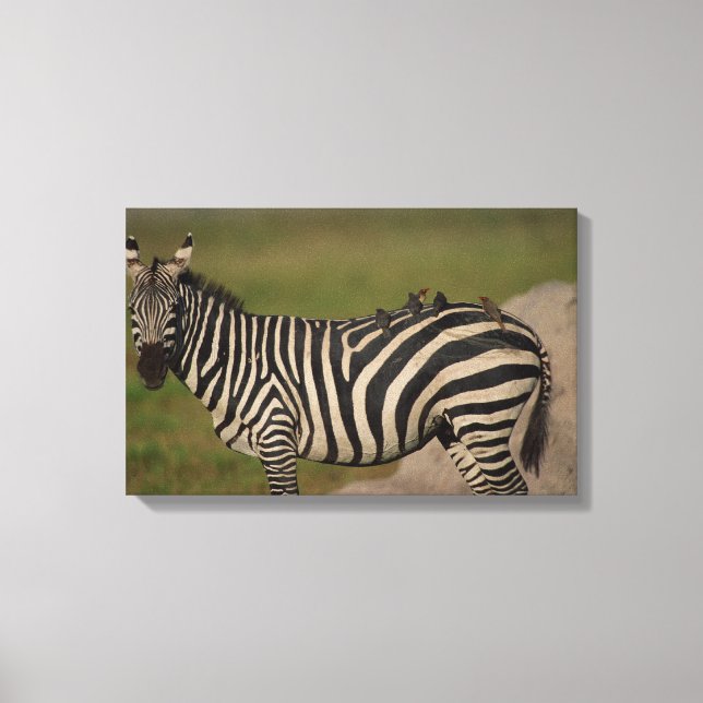 IMPRESSÃO EM TELA 24109277 (Frente)