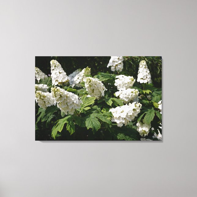 Impressão Em Tela 36"x24" Oakleaf Hydrangea (Frente)