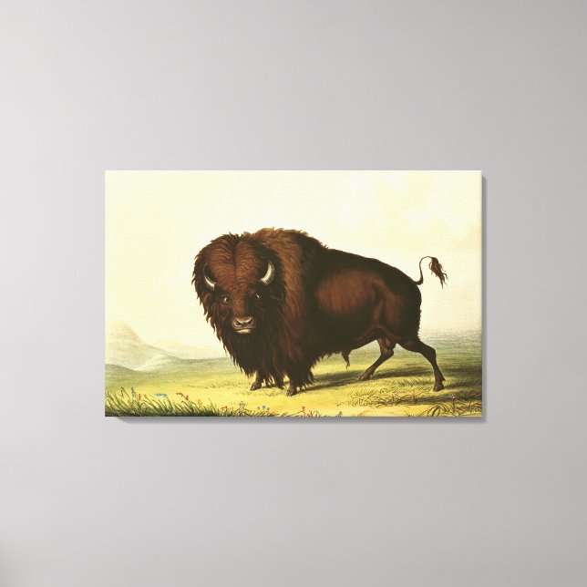 Impressão Em Tela A Bison, c.1832 (Frente)
