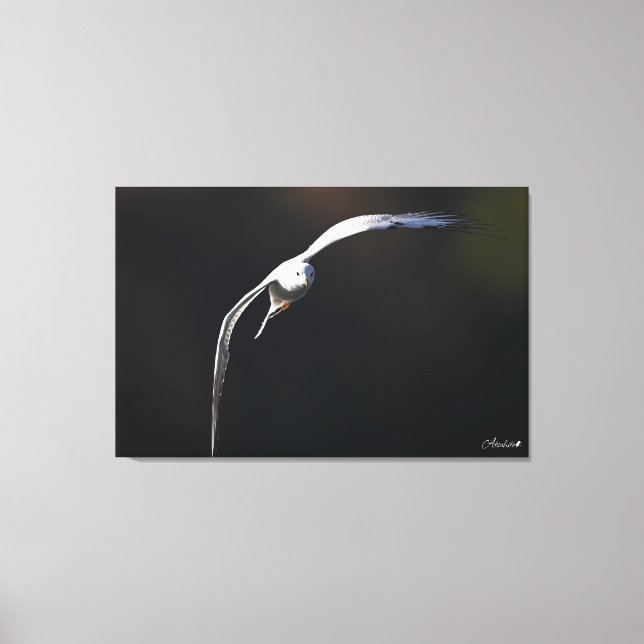 Impressão Em Tela A gaivota de cabeça negra (Frente)