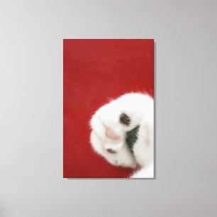 Impressão Em Tela A pata do gato