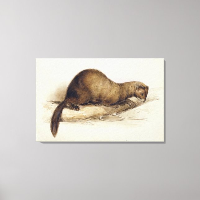 Impressão Em Tela A Weasel, 1832 (c/c, caneta, tinta, guache e goma  (Frente)