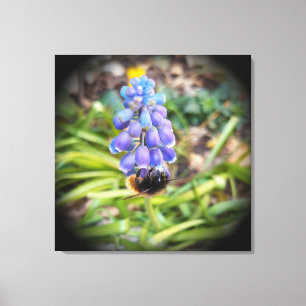 Impressão Em Tela Abeja en Muscari Armeniacum, Jacinto de Uva