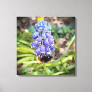 Impressão Em Tela Abelha em Muscari Armeniacum , Grape Hyacinth