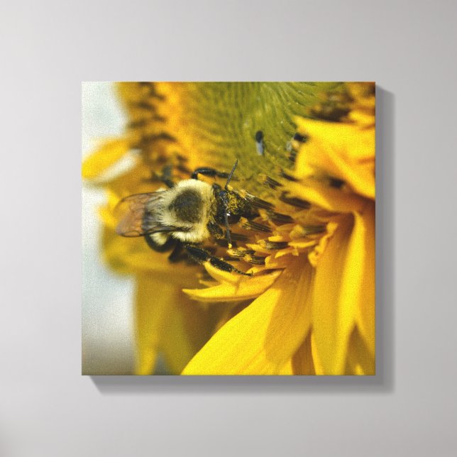 Impressão Em Tela Abelha Ocupada em um Girassol (Frente)