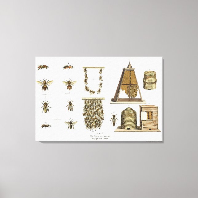 Impressão Em Tela Abelhas e apicultura, do "Jovem Landsman", p (Frente)