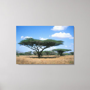 Impressão Em Tela Acácia Espinhosa (Acacia tortilis), Mkuze