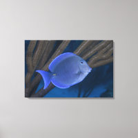 Acanthurus coeruleus com mar