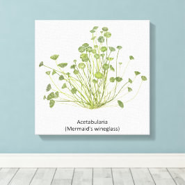 Impressão Em Tela Acetabularia (Sereia)