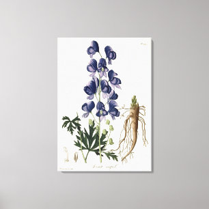 Impressão Em Tela Aconitum Napellus de "Phytographie Medicale" perto