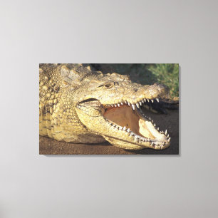 Impressão Em Tela África, África do Sul crocodilo do Nilo