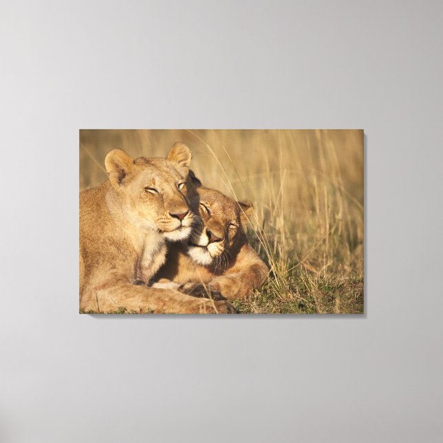 Impressão Em Tela África, Quênia, Masai Mara Game Reserve, Young (Frente)