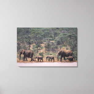 Impressão Em Tela África, Quênia, Nanyuki, Mpala. Africano
