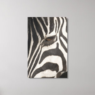 Impressão Em Tela "África, Tanzânia, Ngorongoro Conservation Area"