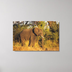 Impressão Em Tela África, Zimbábue, Victoria Falls National Park.