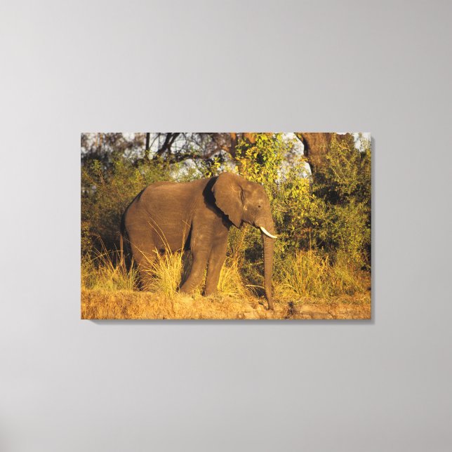 Impressão Em Tela África, Zimbábue, Victoria Falls National Park. (Frente)