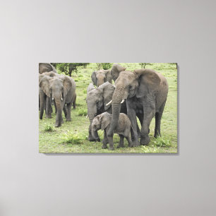 Impressão Em Tela Afro-Elefante Herd