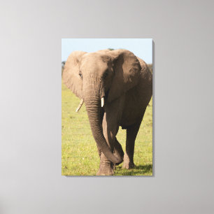Impressão Em Tela Afro-Elefante (Loxodonta Africana), Maasai