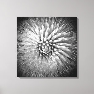 Impressão Em Tela Agave Spikes Black and White Southwest