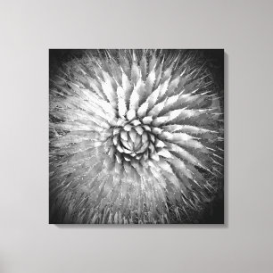 Impressão Em Tela Agave Spikes Black and White Southwest