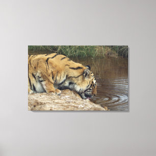 Impressão Em Tela Água do dobramento do tigre (Panthera tigris)