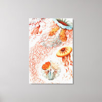 Água-viva, Disco de Ernst Haeckel