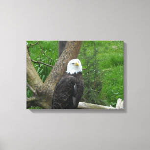Impressão Em Tela Águia americana