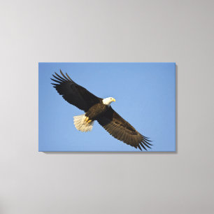 Impressão Em Tela Águia americana, leucocephalus do Haliaeetus,