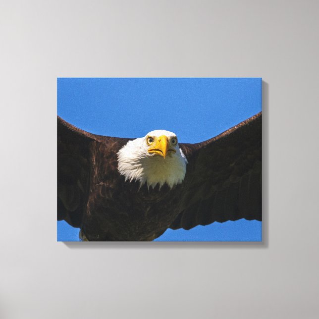 Impressão Em Tela Águia Americana passa perto voando (Frente)