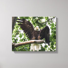 Impressão Em Tela Águia caída com a aterrissagem