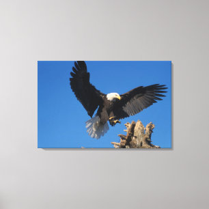 Impressão Em Tela águia-careca, Haliaeetus leuccocephalus, aterrissa