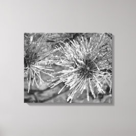 Impressão Em Tela Agulhas de pinheiro cobertas pela geada