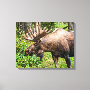 Impressão Em Tela Alce Península de Kenai, Alasca