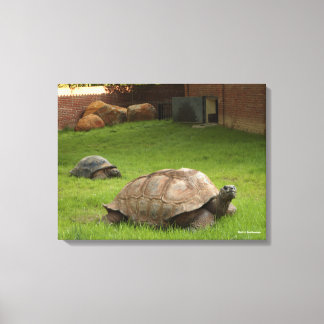 Impressão Em Tela Aldabra Tortoises em Grass