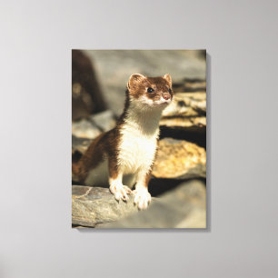 Impressão Em Tela Alerta Weasel