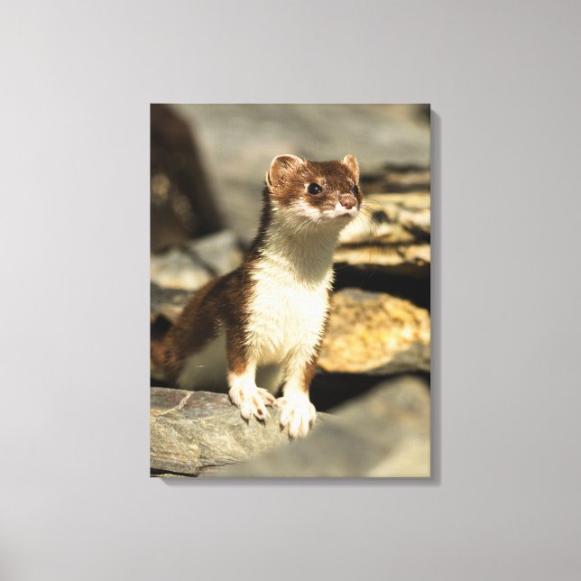 Impressão Em Tela Alerta Weasel (Frente)