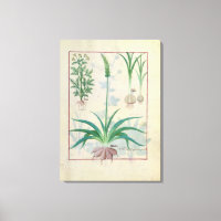 Alho e outras plantas