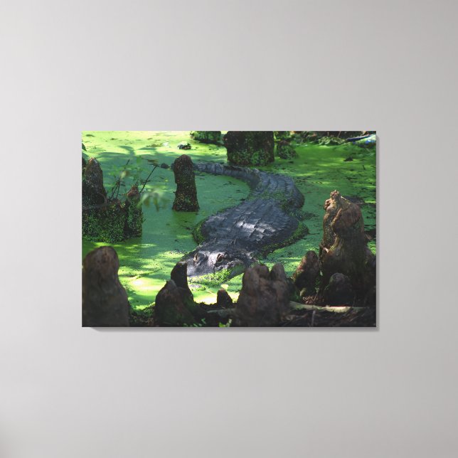 Impressão Em Tela Alligador Americano Na Foto De Belas Artes Dos Swa (Frente)