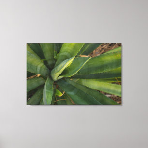 Impressão Em Tela Aloe Vera