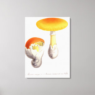 Impressão Em Tela Amanita Caesaria de "Phytographie Medicale" por J