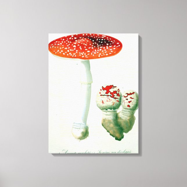 Impressão Em Tela Amanita Muscaria de 'Phytographie Medicale' por J (Frente)