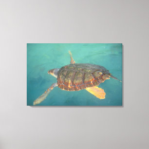 Impressão Em Tela América Central, Panamá, Bocas Del Torro