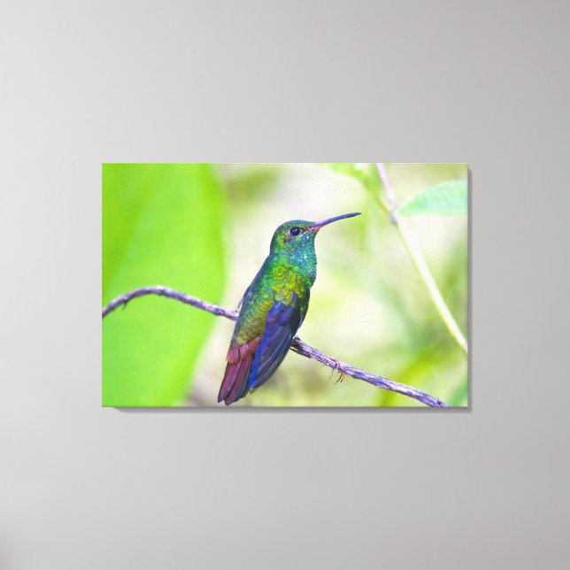 Impressão Em Tela América do Sul, Costa Rica, Sarapiqui, La Selva (Frente)