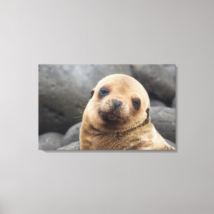 Impressão Em Tela América do Sul, Equador, Ilhas Galápagos