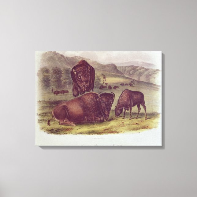 Impressão Em Tela American Bison ou Buffalo (Frente)