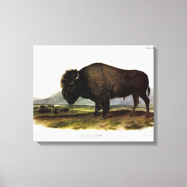 Impressão Em Tela American Bison, ou Buffalo (Bison bison) - Audubon (Frente)