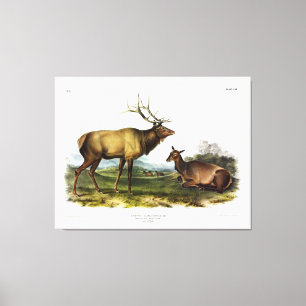 Impressão Em Tela American Elk, ou Wapiti Deer de Audubon