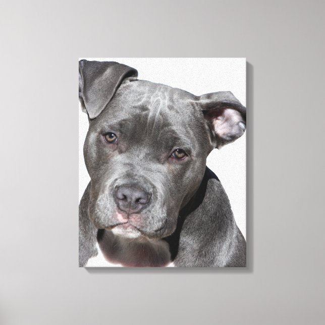 Impressão Em Tela American Pit Bull Terrier (Frente)