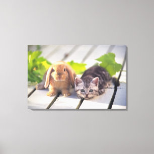 Impressão Em Tela Americano Shorthair; são o mais popular e a