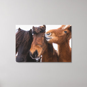 Impressão Em Tela Amigos do cavalo islandês, Islândia